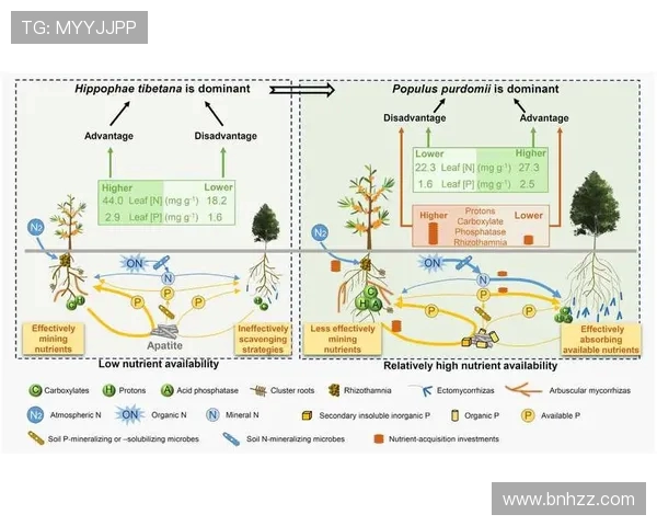 成都极限运动队的防反策略揭秘与深度分析探讨